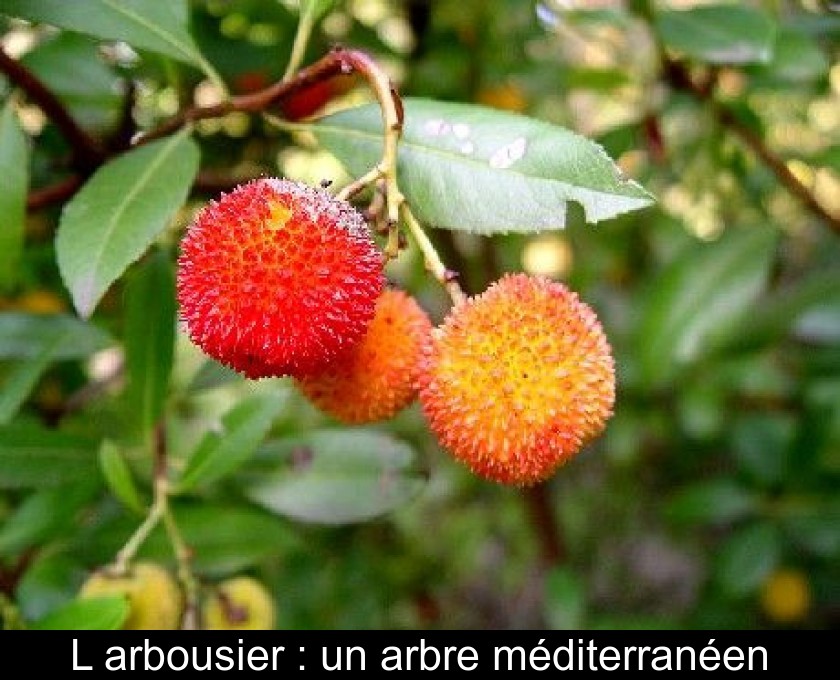 L'arbousier : un arbre méditerranéen L'arbousier : un arbre méditerranéen