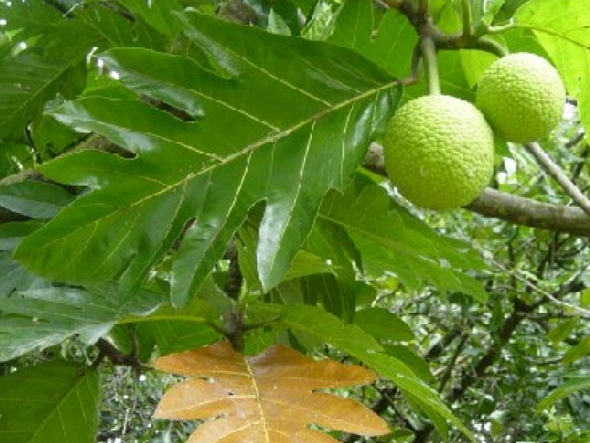 L'arbre à pain : un arbre tropical étonnant L'arbre à pain : un arbre tropical étonnant