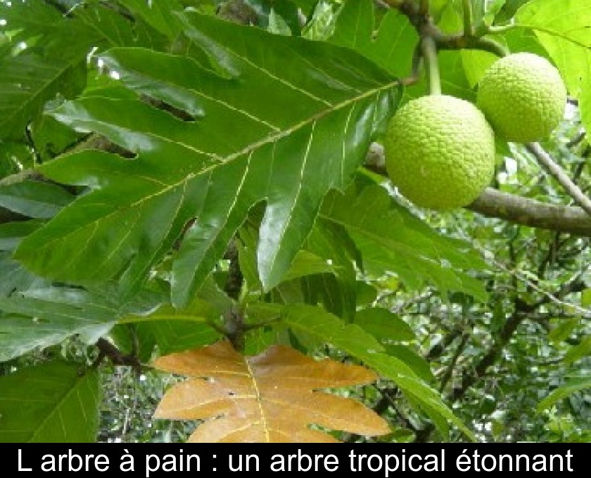 L'arbre à pain : un arbre tropical étonnant