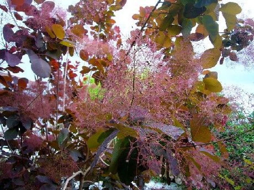 L'arbre à perruque : un bel arbre décoratif L'arbre à perruque : un bel arbre décoratif