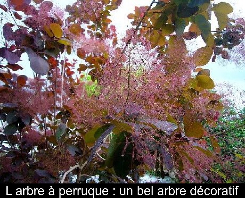 L'arbre à perruque : un bel arbre décoratif L'arbre à perruque : un bel arbre décoratif