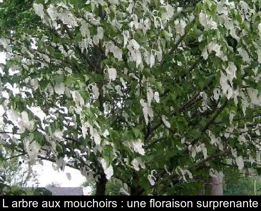 L'arbre aux mouchoirs : une floraison surprenante