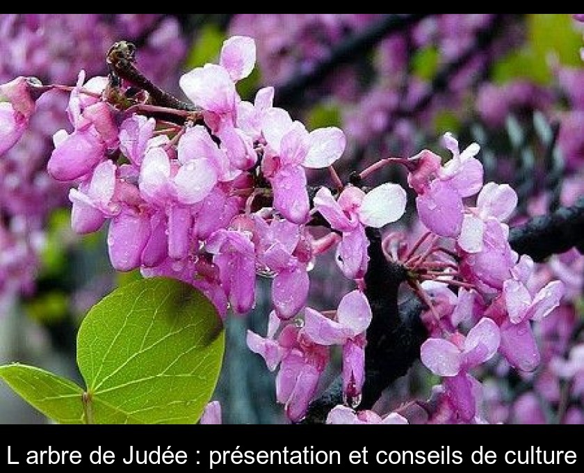 L'arbre de Judée : présentation et conseils de culture