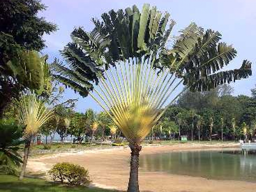 L'arbre du voyageur : l'emblème de Madagascar L'arbre du voyageur : l'emblème de Madagascar
