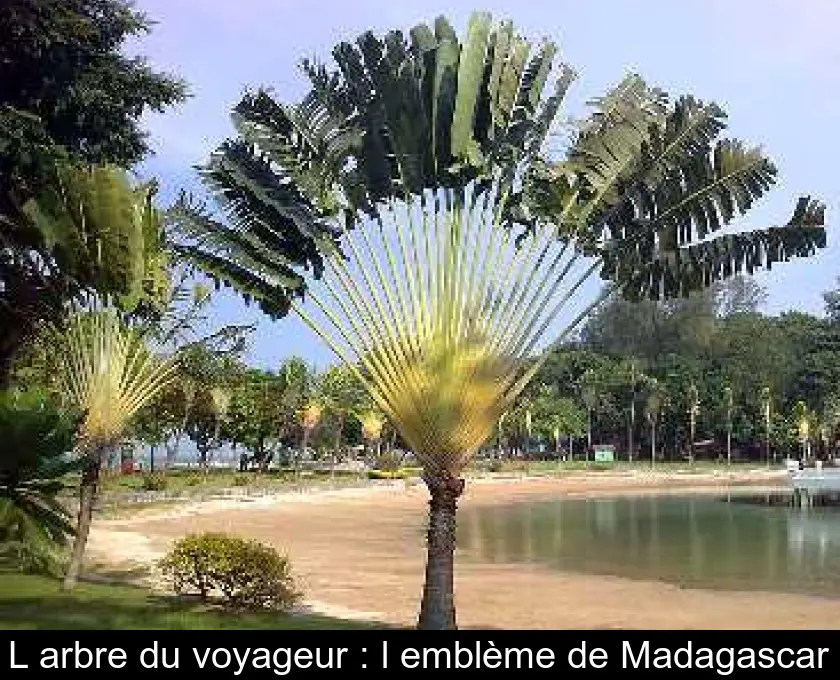 L'arbre du voyageur : l'emblème de Madagascar