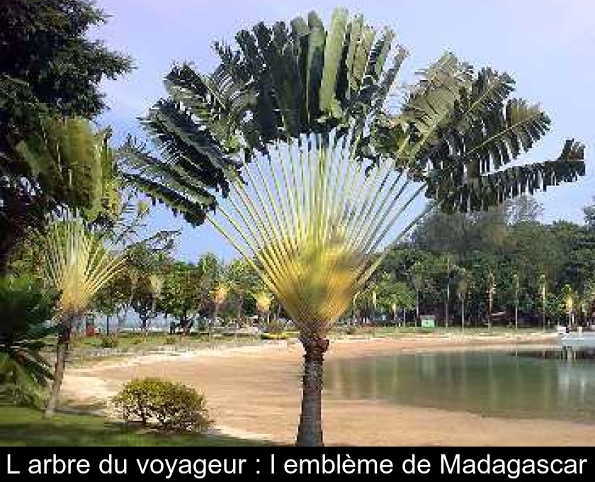 L'arbre du voyageur : l'emblème de Madagascar L'arbre du voyageur : l'emblème de Madagascar