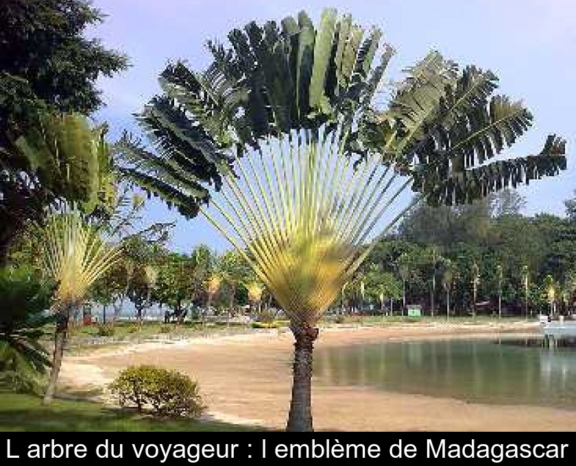 Faune et Flore insolite  - Page 21 Thumb-l-arbre-du-voyageur---l-embleme-de-madagascar-5706