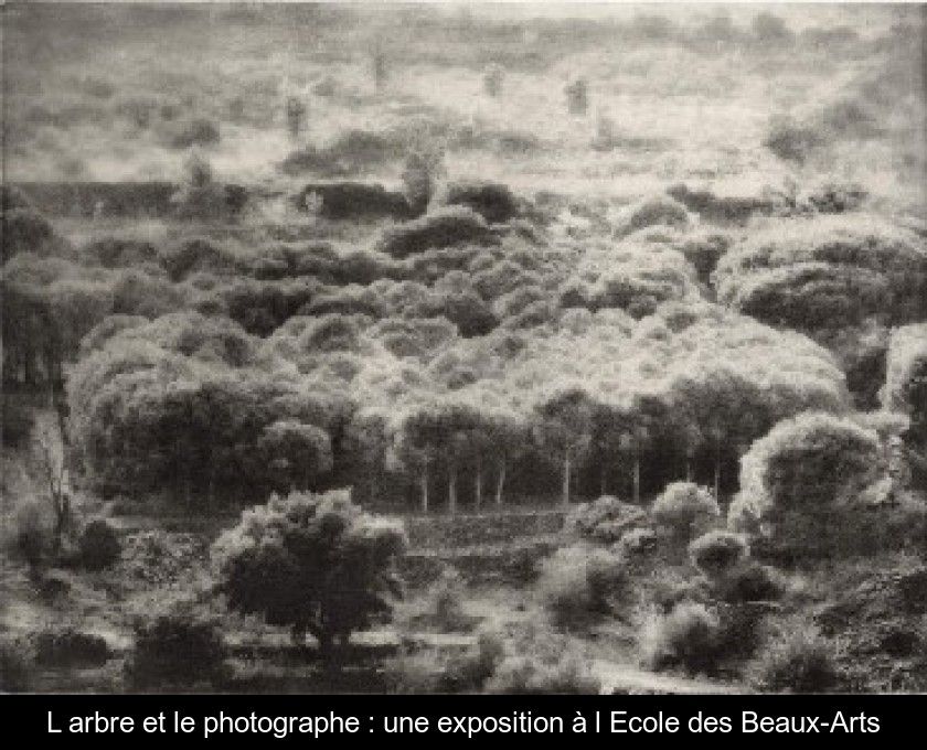 L'arbre et le photographe : une exposition à l'Ecole des Beaux-Arts L'arbre et le photographe : une exposition à l'Ecole des Beaux-Arts