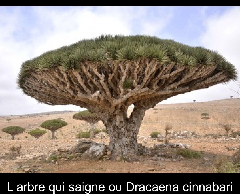 L'arbre qui saigne ou Dracaena cinnabari