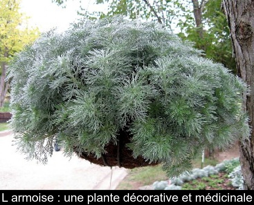 L'armoise : une plante décorative et médicinale L'armoise : une plante décorative et médicinale