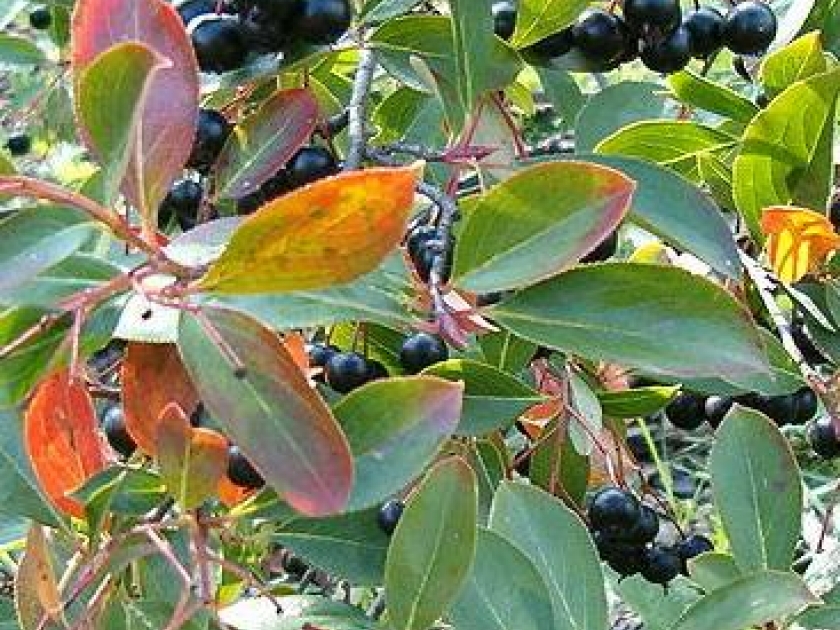 L'aronia : un arbuste aux multiples attraits L'aronia : un arbuste aux multiples attraits
