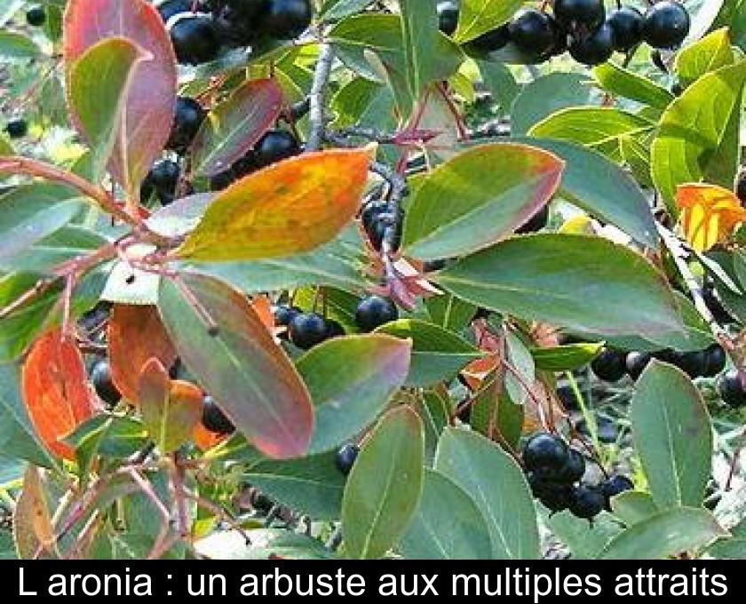 L'aronia : un arbuste aux multiples attraits L'aronia : un arbuste aux multiples attraits