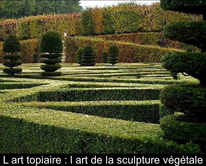 L'art topiaire : l'art de la sculpture végétale L'art topiaire : l'art de la sculpture végétale