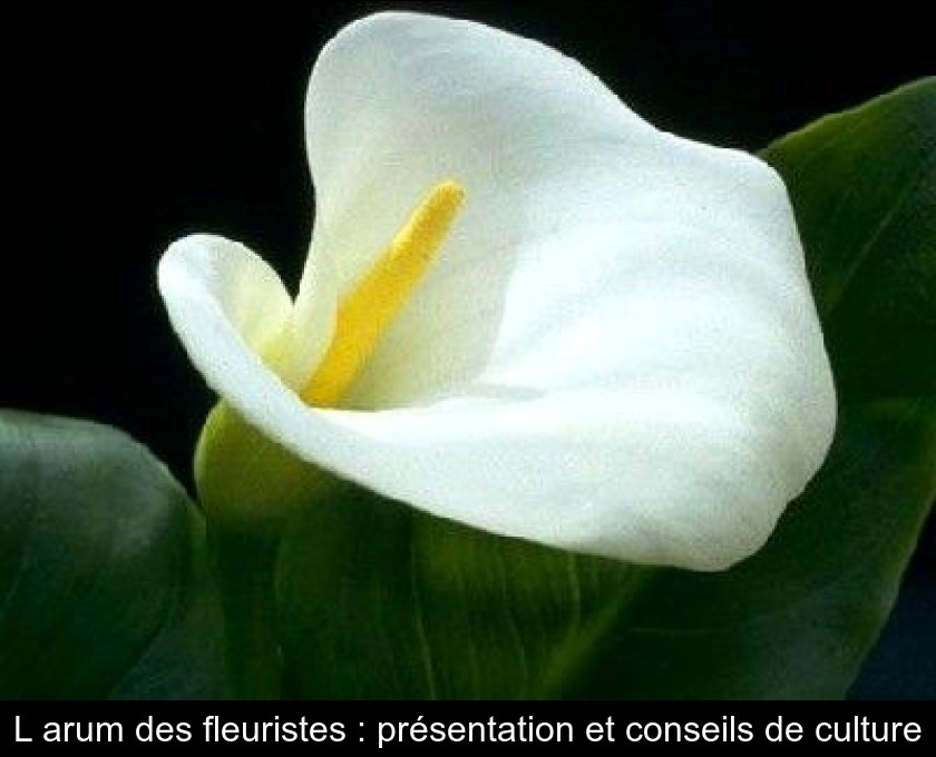 L'arum des fleuristes : présentation et conseils de culture L'arum des fleuristes : présentation et conseils de culture