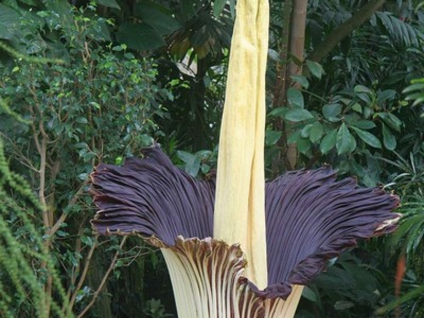 L'arum titan : une floraison spectaculaire L'arum titan : une floraison spectaculaire
