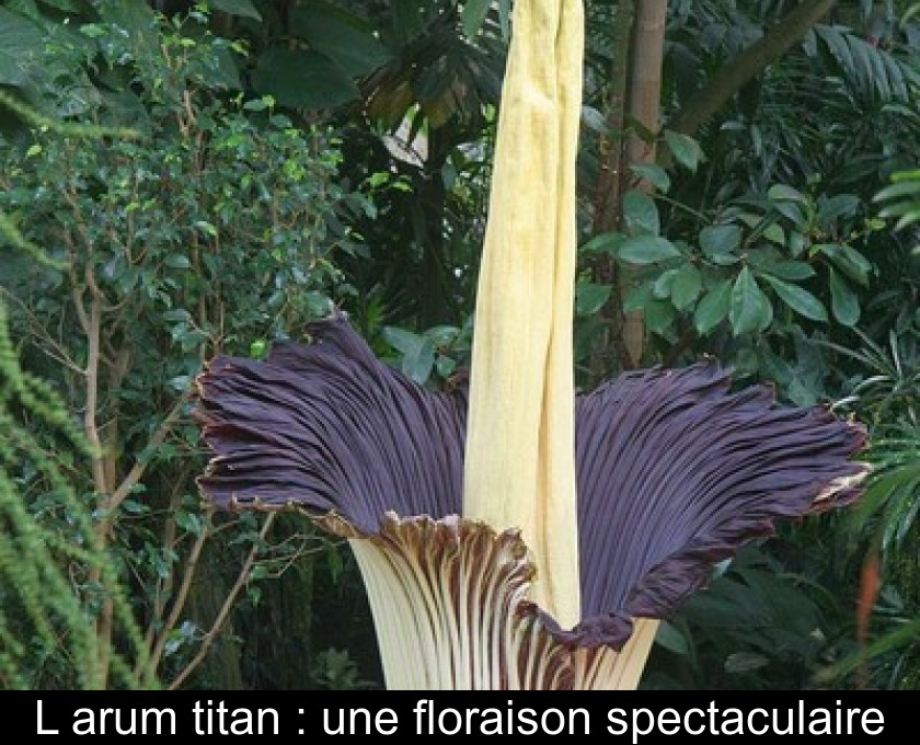 L'arum titan : une floraison spectaculaire L'arum titan : une floraison spectaculaire