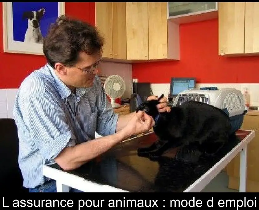 L'assurance pour animaux : mode d'emploi