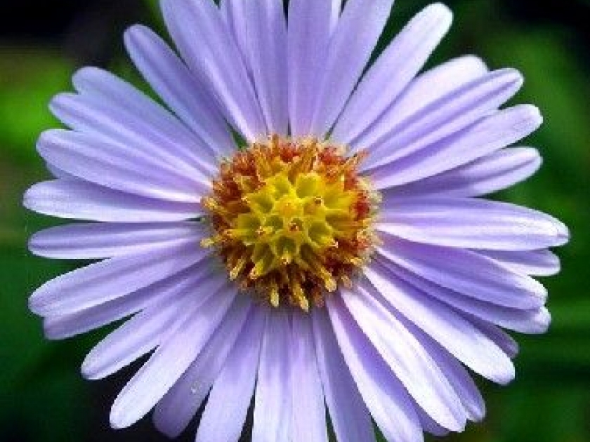 L'aster : une floraison automnale L'aster : une floraison automnale