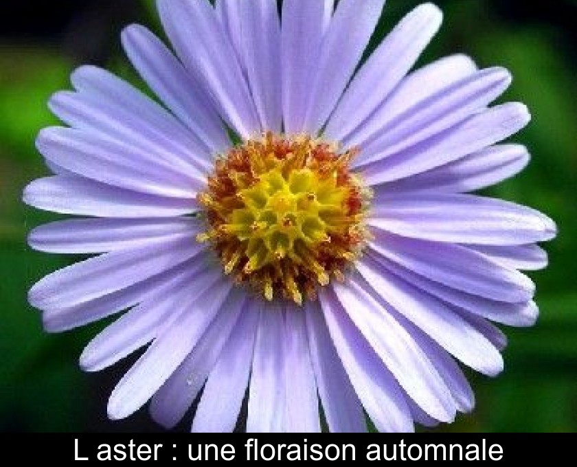 L'aster : une floraison automnale L'aster : une floraison automnale