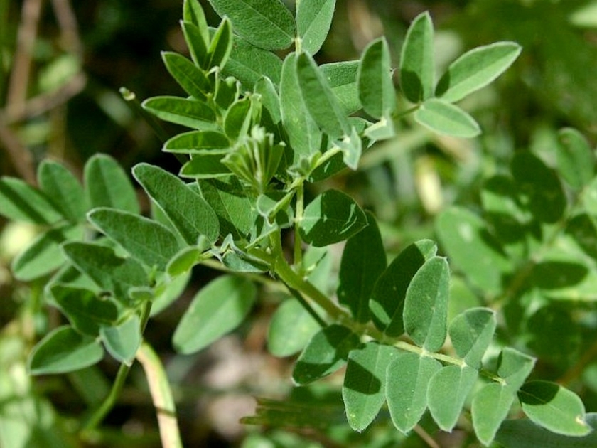 L'astragale : une plante anti âge et anti fatigue L'astragale : une plante anti âge et anti fatigue