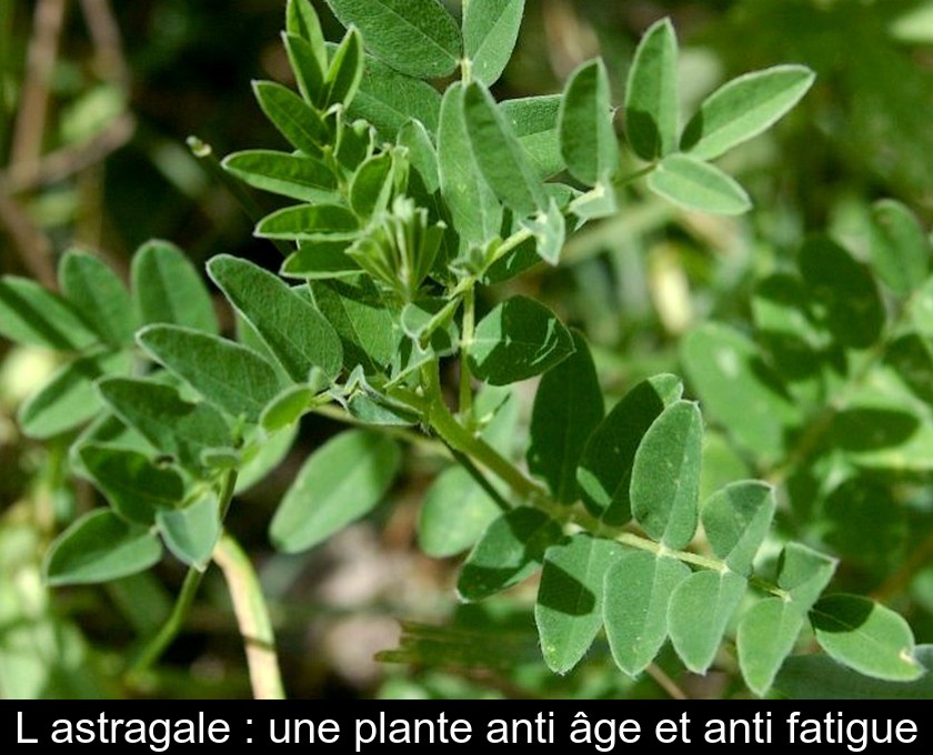 L'astragale : une plante anti âge et anti fatigue L'astragale : une plante anti âge et anti fatigue