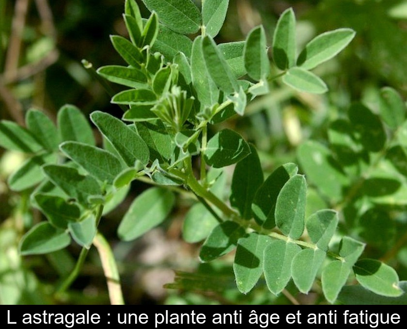 L'astragale : une plante anti âge et anti fatigue