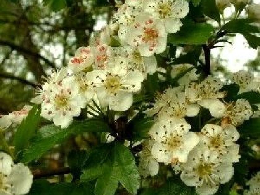 L'aubépine : un bel arbuste à fleurs L'aubépine : un bel arbuste à fleurs