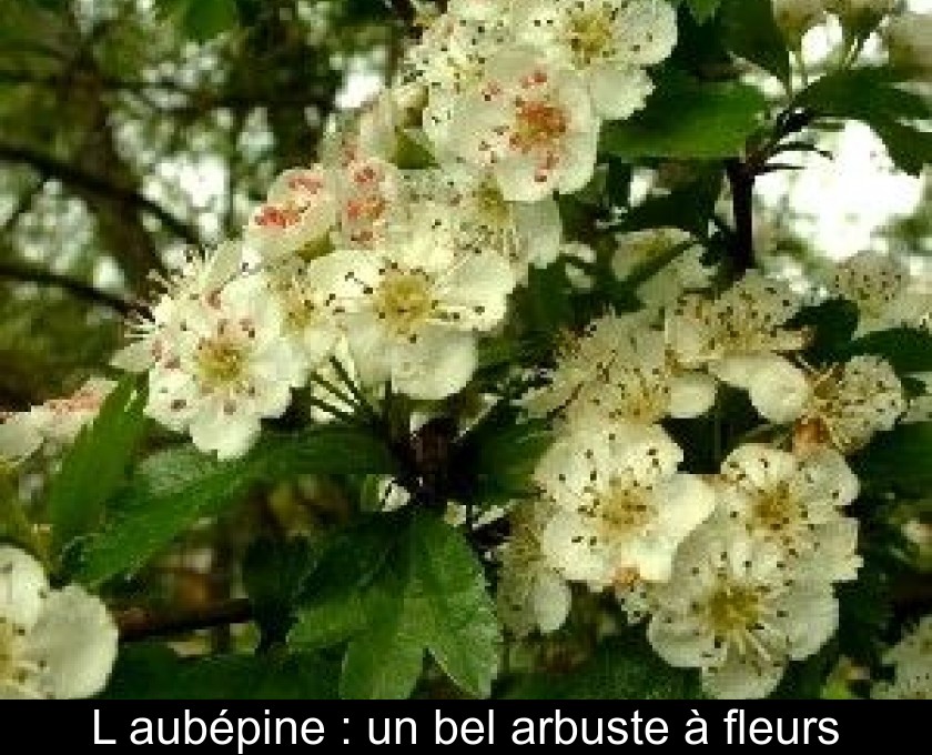 L'aubépine : un bel arbuste à fleurs L'aubépine : un bel arbuste à fleurs