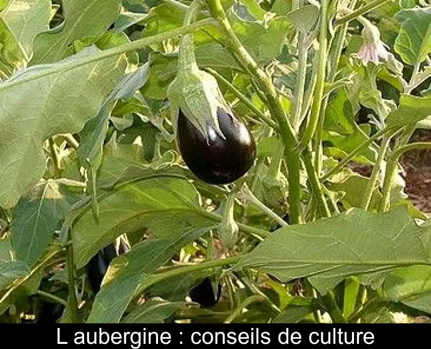 L'aubergine : conseils de culture