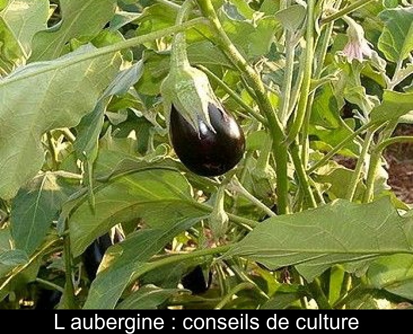 L'aubergine : conseils de culture L'aubergine : conseils de culture