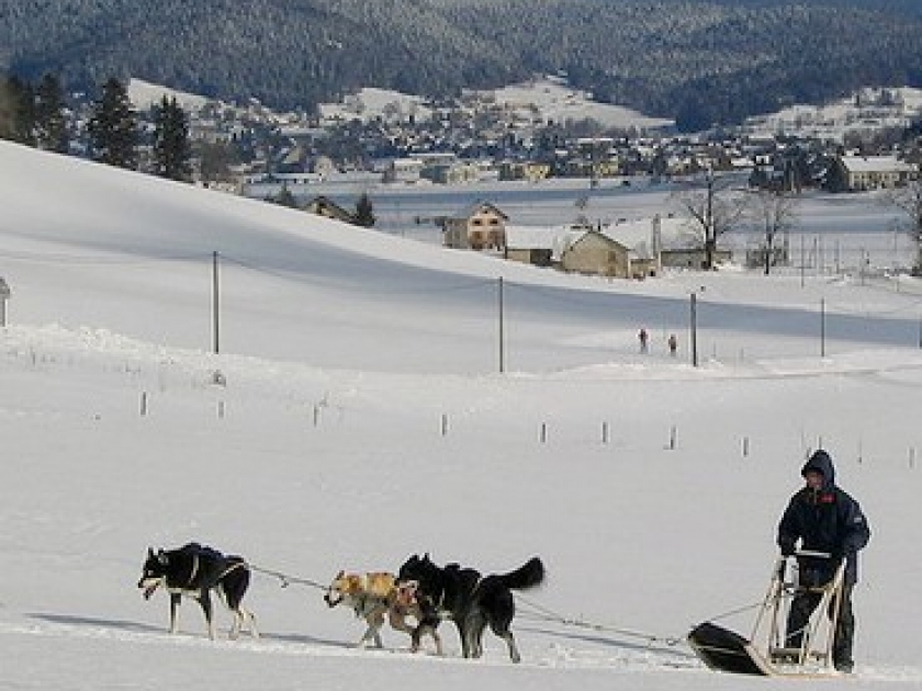 L'Aventure Polaire : une course de chiens de traîneaux à Méaudre L'Aventure Polaire : une course de chiens de traîneaux à Méaudre