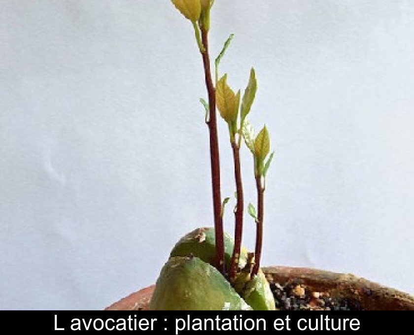 L'avocatier : plantation et culture