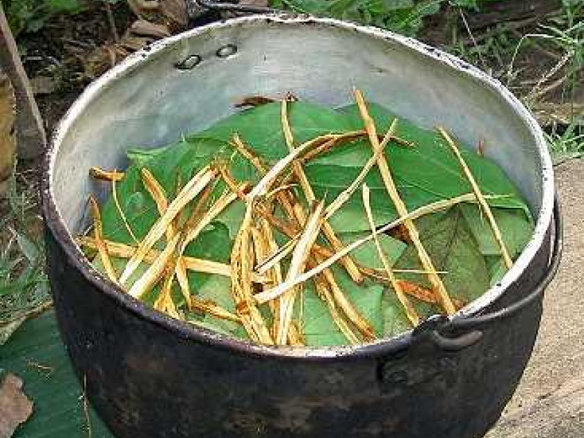 L'ayahuasca ou breuvage chamanique : effets et risques L'ayahuasca ou breuvage chamanique : effets et risques