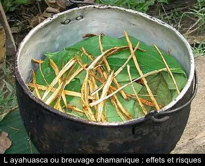 L'ayahuasca ou breuvage chamanique : effets et risques
