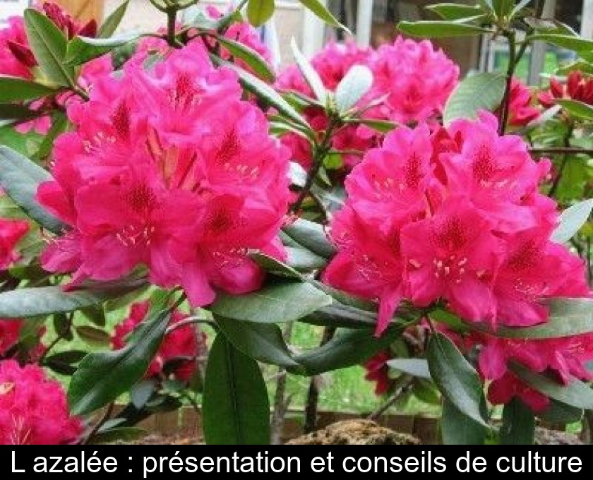 L'azalée : présentation et conseils de culture L'azalée : présentation et conseils de culture