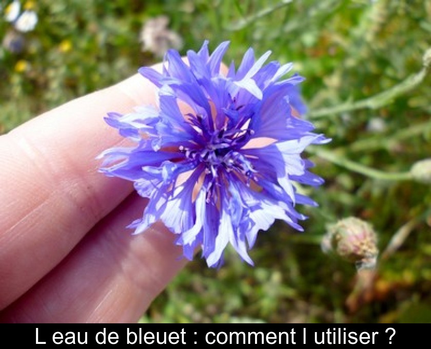 L'eau de bleuet : comment l'utiliser ? L'eau de bleuet : comment l'utiliser ?
