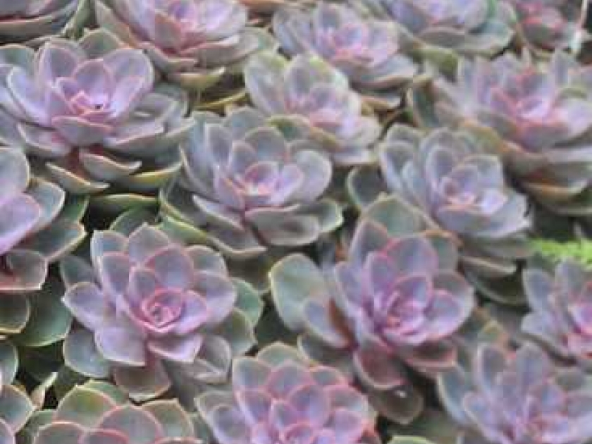 L'echeveria : une plante grasse peu exigeante L'echeveria : une plante grasse peu exigeante