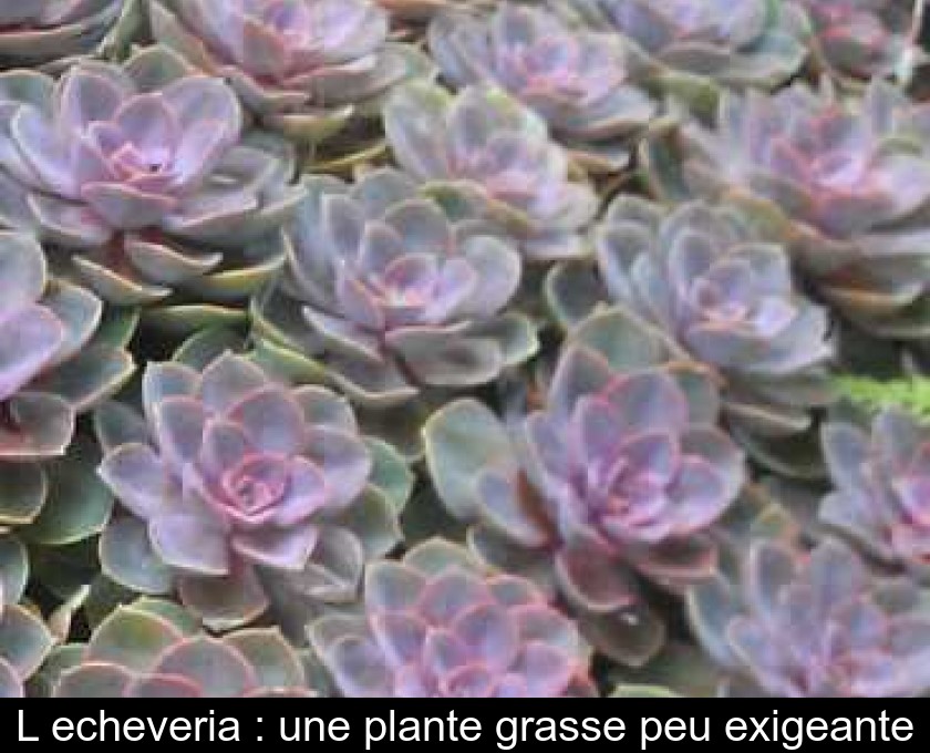 L'echeveria : une plante grasse peu exigeante