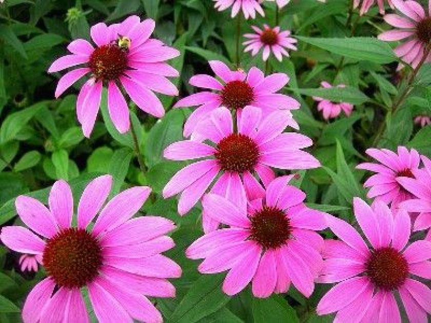 L'échinacée : un remède naturel contre le rhume L'échinacée : un remède naturel contre le rhume