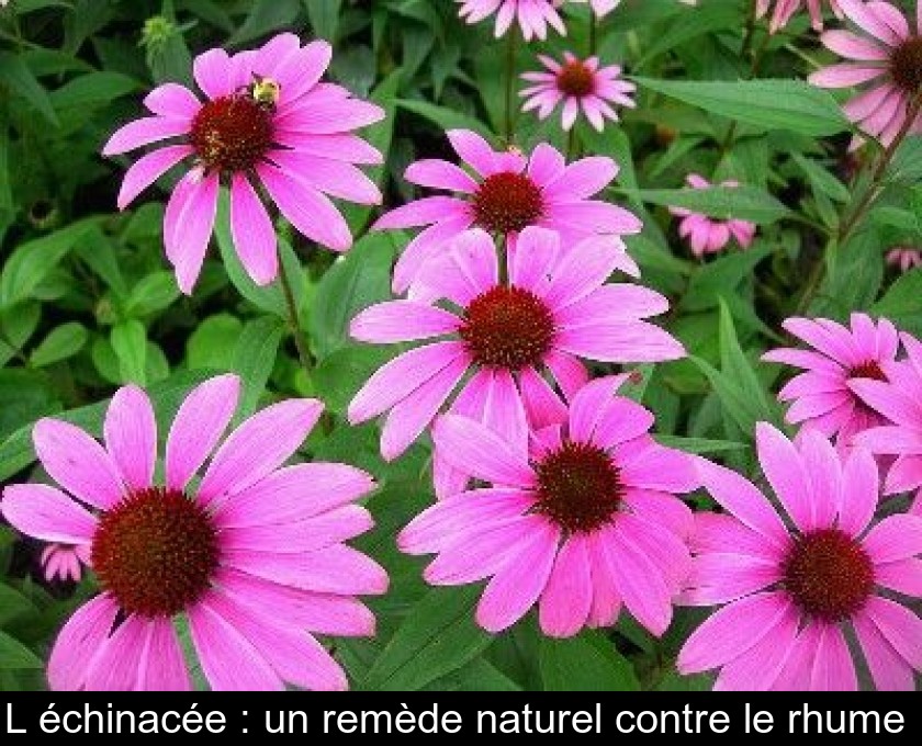 L'échinacée : un remède naturel contre le rhume L'échinacée : un remède naturel contre le rhume