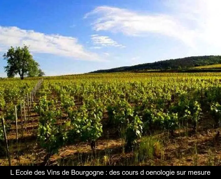 L'Ecole des Vins de Bourgogne : des cours d'oenologie sur mesure
