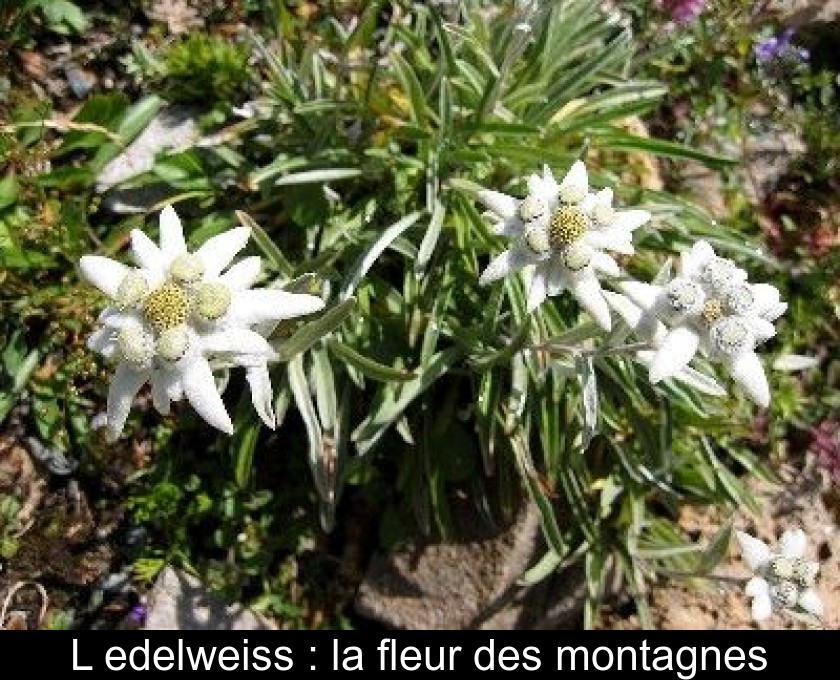 L'edelweiss : la fleur des montagnes L'edelweiss : la fleur des montagnes