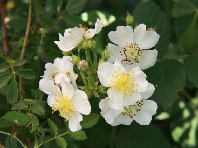 L'églantier : un ravissant rosier sauvage L'églantier : un ravissant rosier sauvage