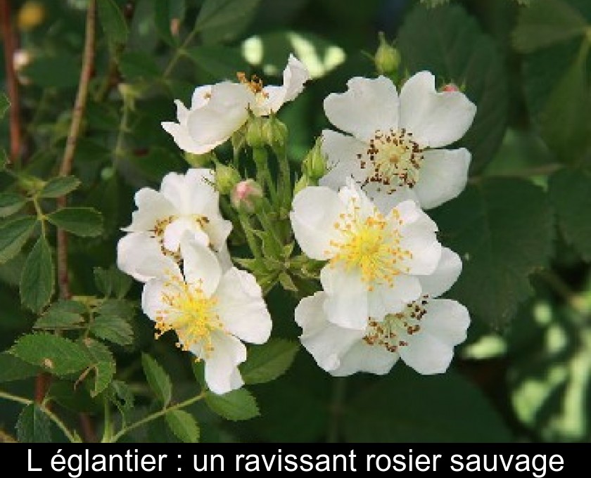 L'églantier : un ravissant rosier sauvage L'églantier : un ravissant rosier sauvage