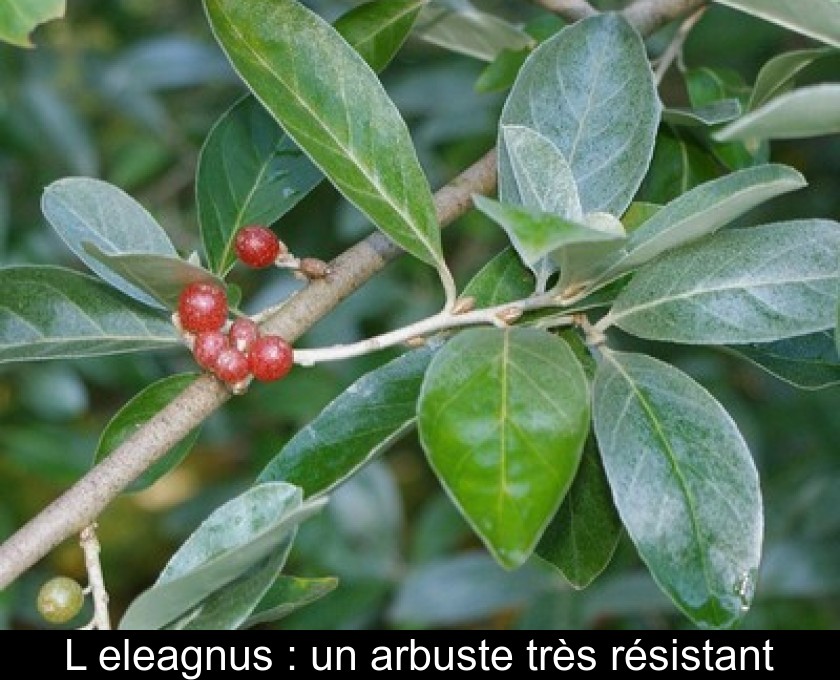 L'eleagnus : un arbuste très résistant L'eleagnus : un arbuste très résistant