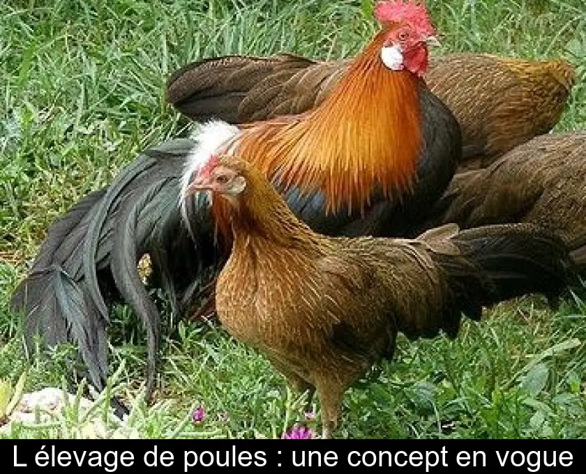 L'élevage de poules : une concept en vogue