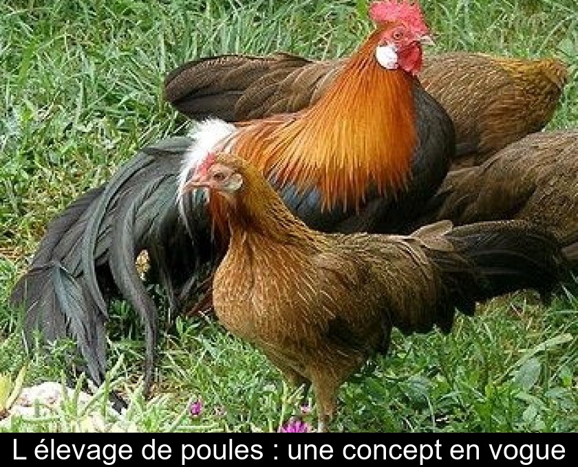 Comment ramasser et nettoyer les œufs de poule ?