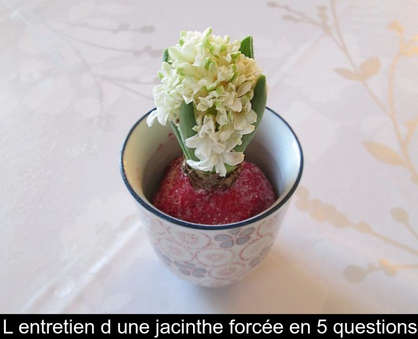 L'entretien d'une jacinthe forcée en 5 questions L'entretien d'une jacinthe forcée en 5 questions