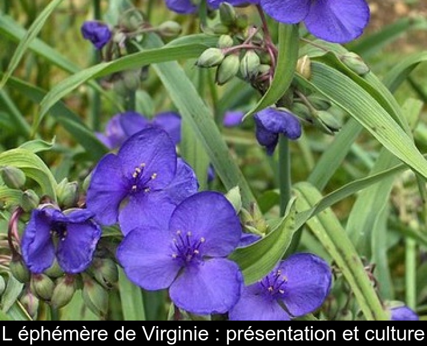 L'éphémère de Virginie : présentation et culture L'éphémère de Virginie : présentation et culture
