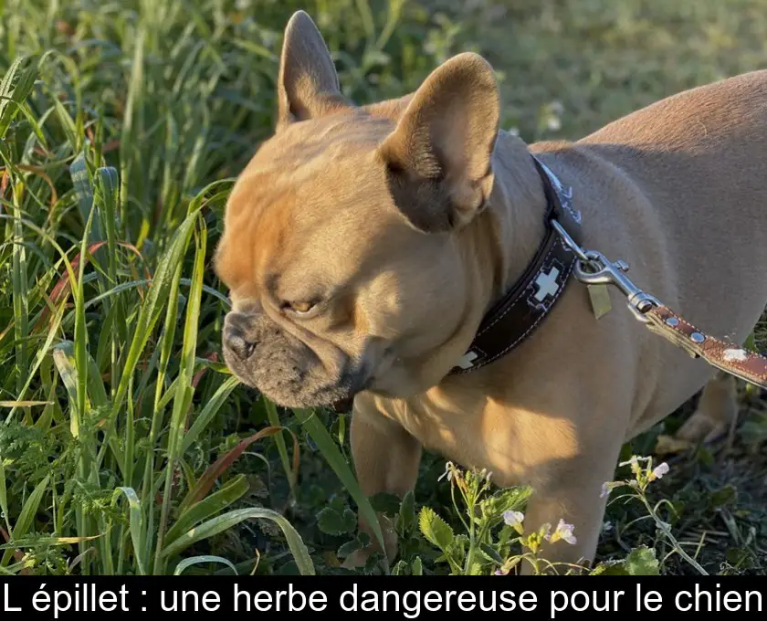 L'épillet : une herbe dangereuse pour le chien